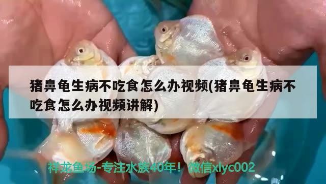 豬鼻龜生病不吃食怎么辦視頻(豬鼻龜生病不吃食怎么辦視頻講解)
