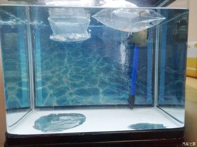 玻璃瓶魚缸魚能活多久啊：玻璃瓶魚缸養(yǎng)魚的壽命受哪些因素影響？