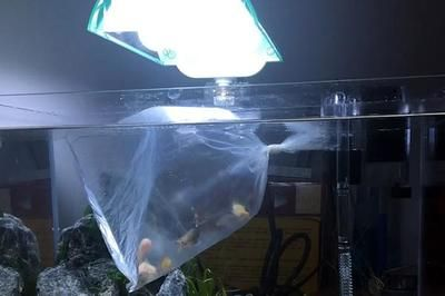 玻璃瓶魚缸魚能活多久啊：玻璃瓶魚缸養(yǎng)魚的壽命受哪些因素影響？