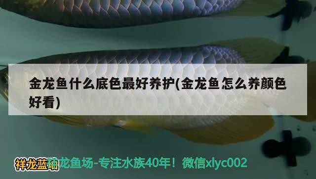 金龍魚什么底色最好養護(金龍魚怎么養顏色好看)