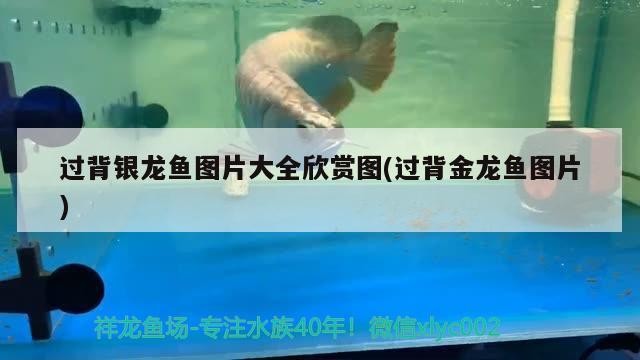 過背銀龍魚圖片大全欣賞圖(過背金龍魚圖片)