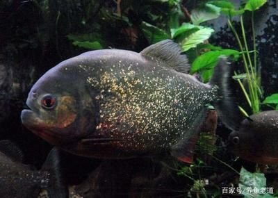 虎魚不吃東西能活多久：虎魚不吃東西能活多久呢？