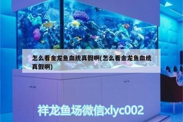 如何鑒別BD魟魚的純正血統？：如何鑒別bd魟魚是否為純正血統