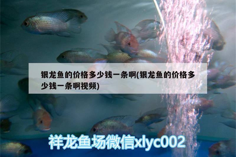 銀龍魚的價格多少錢一條啊(銀龍魚的價格多少錢一條啊視頻)