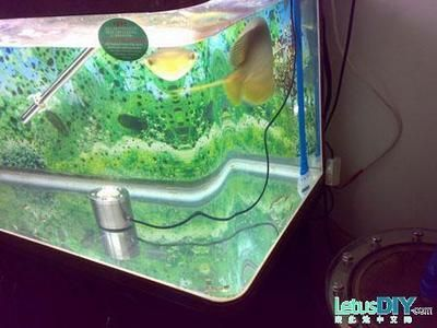 diy魚缸制作方法：diy魚缸制作步驟