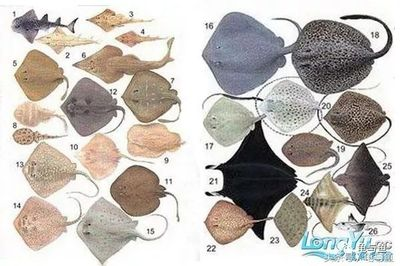 魟魚總是翹嘴什么原因：魟魚總是翹嘴是什么原因