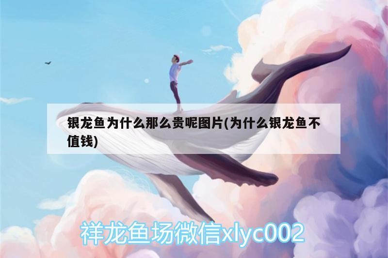 銀龍魚為什么那么貴呢圖片(為什么銀龍魚不值錢) 銀龍魚為什么那么貴呢圖片(為什么銀龍魚不值錢) 銀龍魚百科