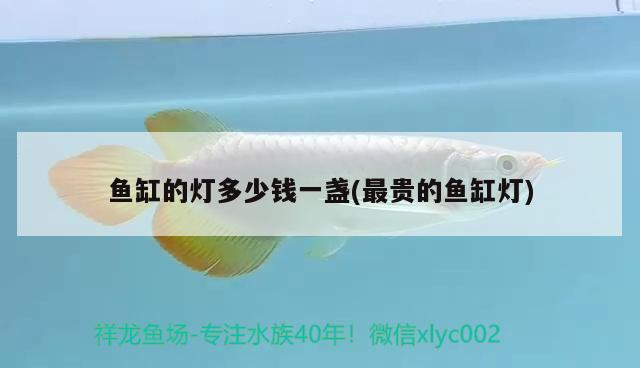 魚缸的燈多少錢一盞(最貴的魚缸燈)