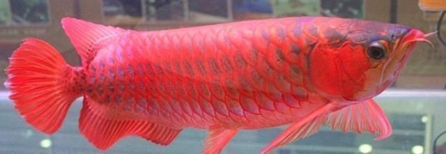 紅龍魚多大算成魚:紅龍魚不同體型的特征對比,如何判斷紅龍魚的年齡 紅龍魚百科 第4張 紅龍魚多大算成魚:紅龍魚不同體型的特征對比,如何判斷紅龍魚的年齡 紅龍魚多大算成魚:紅龍魚不同體型的特征對比,如何判斷紅龍魚的年齡 紅龍魚百科 第4張