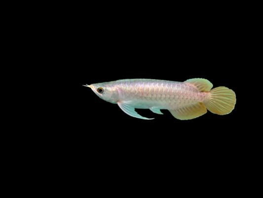 紅龍魚幼苗飼料選擇:紅龍魚幼苗飼料品牌推薦 紅龍魚百科 第3張 紅龍魚幼苗飼料選擇:紅龍魚幼苗飼料品牌推薦 紅龍魚幼苗飼料選擇:紅龍魚幼苗飼料品牌推薦 紅龍魚百科 第3張