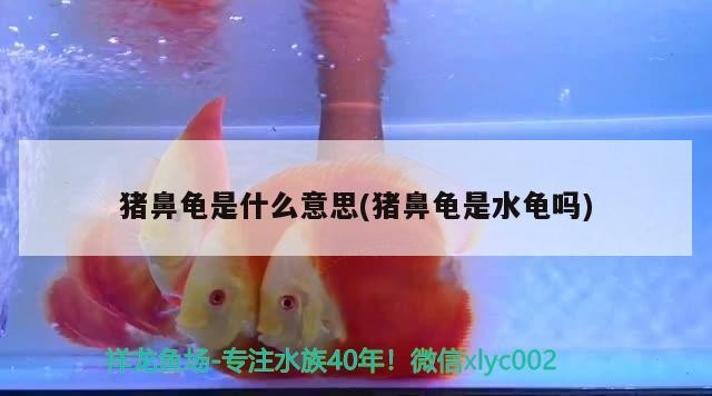 豬鼻龜是什么意思(豬鼻龜是水龜嗎)