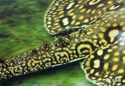 魟魚脫落的毒刺還有毒嗎：魟魚脫落的毒刺有毒嗎 魟魚脫落的毒刺還有毒嗎：魟魚脫落的毒刺有毒嗎 魟魚百科 第3張