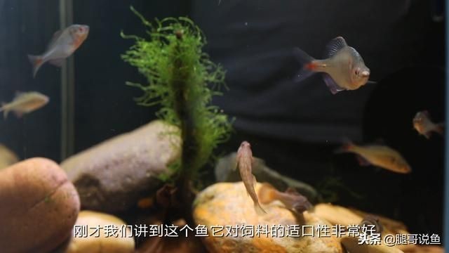 純血BD魟魚(yú)培育方法：純血bd魟魚(yú)培育方法