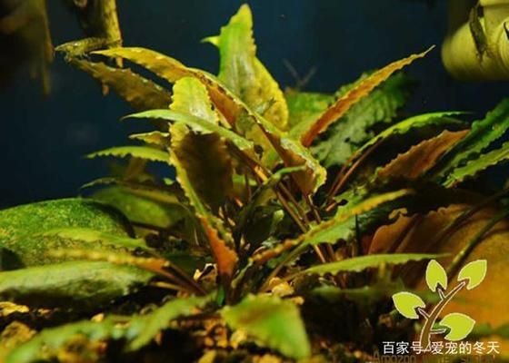 大魚缸養什么水草好：適合大魚缸養殖的水草有哪些？ 大魚缸養什么水草好：適合大魚缸養殖的水草有哪些？ 魚缸百科 第2張