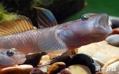 虎魚可以長到多大歲數：虎魚的理論壽命因品種而異 虎魚可以長到多大歲數：虎魚的理論壽命因品種而異 虎魚百科 第3張