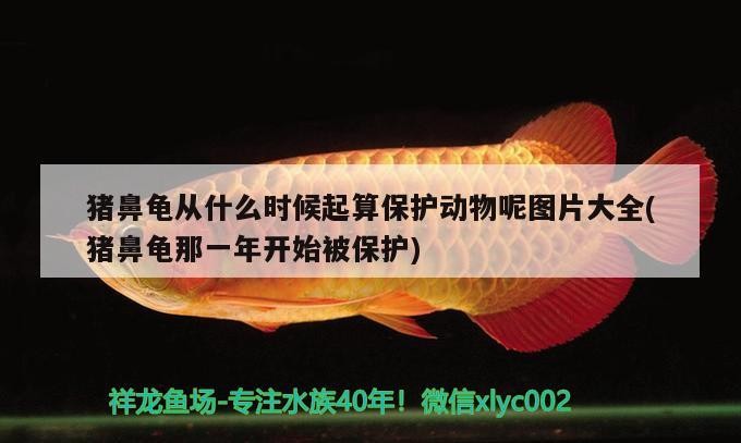 我的虎魚真菌感染了要怎么處理 豬鼻龜從什么時候起算保護動物呢圖片大全(豬鼻龜那一年開始被保護) 豬鼻龜百科 豬鼻龜從什么時候起算保護動物呢圖片大全(豬鼻龜那一年開始被保護) 豬鼻龜從什么時候起算保護動物呢圖片大全(豬鼻龜那一年開始被保護) 豬鼻龜百科