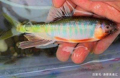 白條魚能在魚缸養嗎：如何在魚缸中養活白條魚