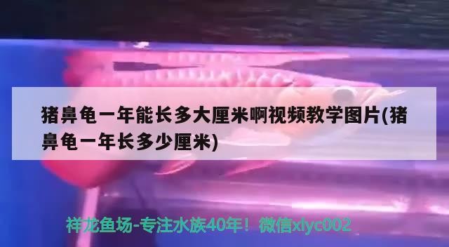 豬鼻龜一年能長多大厘米啊視頻教學(xué)圖片(豬鼻龜一年長多少厘米)