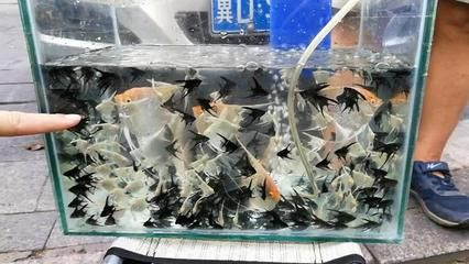 大魯店觀賞魚批發市場開門了嗎（如何提供實時信息？）