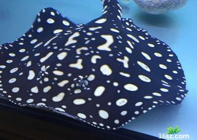 魟魚新魚入缸適應技巧：魟魚入缸初期的適應期是養魚過程中非常關鍵的一個階段