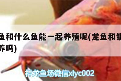 銀龍魚和什么魚能一起養殖呢(龍魚和銀龍魚一起養嗎)