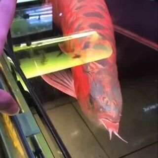 紅龍魚出框怎么看：如何判斷紅龍魚的健康狀態(tài)，紅龍魚整體發(fā)色的飼養(yǎng)技巧