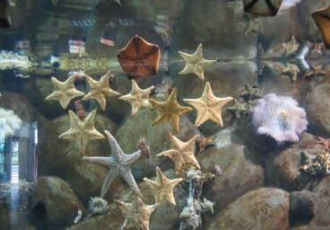 銅陵水族館vs祥龍魚場（銅陵水族館可能涉及觀賞魚的銷售和展示活動，銅陵水族館可能有白點）