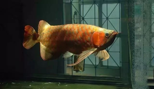 龍魚怎么訓練吃食兇猛vs祥龍魚場：龍魚養(yǎng)殖技術：龍魚飼養(yǎng)技巧