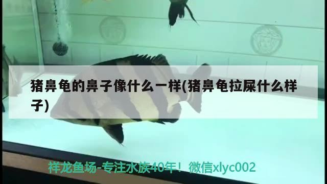 豬鼻龜的鼻子像什么一樣(豬鼻龜拉屎什么樣子)