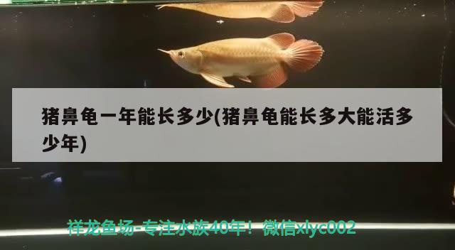 豬鼻龜一年能長多少(豬鼻龜能長多大能活多少年) 豬鼻龜一年能長多少(豬鼻龜能長多大能活多少年) 豬鼻龜百科 第1張