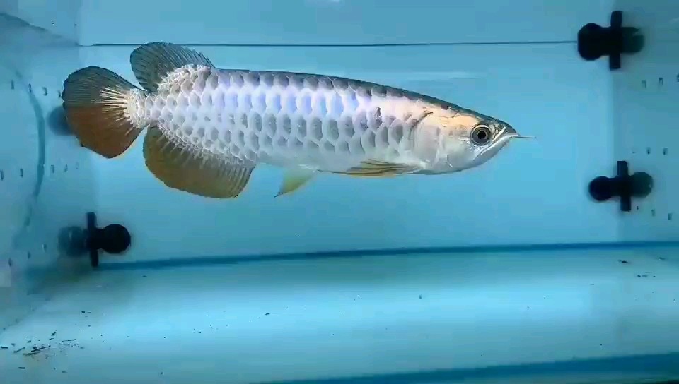 藍珀不一般的藍底過背金龍魚