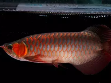 龍魚的生長環(huán)境