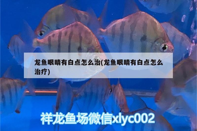 合肥龍魚市場，合肥金龍魚市場