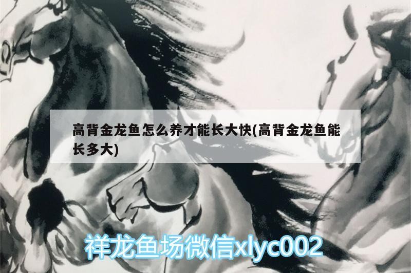 合肥龍魚市場，合肥金龍魚市場