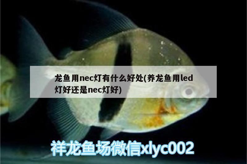 合肥龍魚市場，合肥金龍魚市場