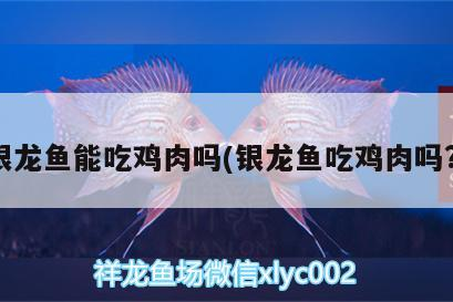 銀龍魚能吃雞肉嗎(銀龍魚吃雞肉嗎?)