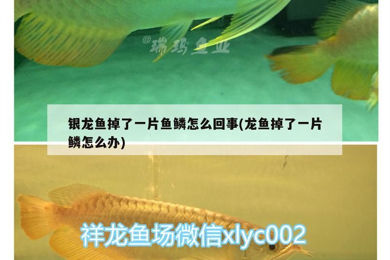 銀龍魚掉了一片魚鱗怎么回事(龍魚掉了一片鱗怎么辦) 銀龍魚掉了一片魚鱗怎么回事(龍魚掉了一片鱗怎么辦) 銀龍魚百科