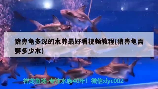 豬鼻龜多深的水養最好看視頻教程(豬鼻龜需要多少水)