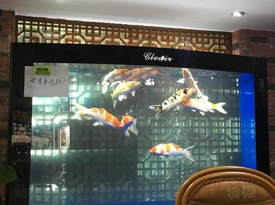 定興哪里有賣魚缸的店子