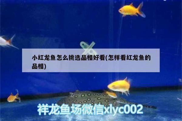 小紅龍魚怎么挑選最好的品種：如何判斷小紅龍魚健康