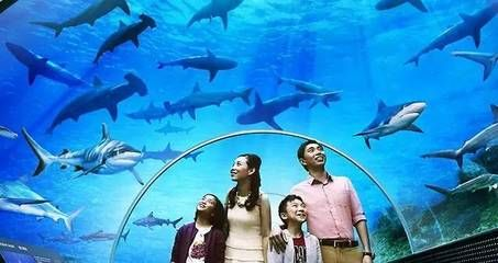 阿里水族館vs祥龍魚場（探討阿里水族館與祥龍魚場之間的對比之前需要明確兩者的基本信息）
