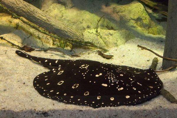 魟魚毒性及安全飼養方法