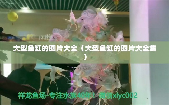 龍魚怕什么 創(chuàng)寧水泵故障表圖(創(chuàng)寧水泵故障表圖片) 創(chuàng)寧水族 創(chuàng)寧水泵故障表圖(創(chuàng)寧水泵故障表圖片) 創(chuàng)寧水泵故障表圖(創(chuàng)寧水泵故障表圖片) 創(chuàng)寧水族