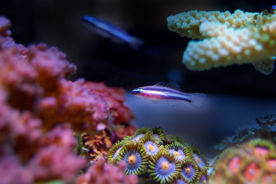 魚缸壁紙高清