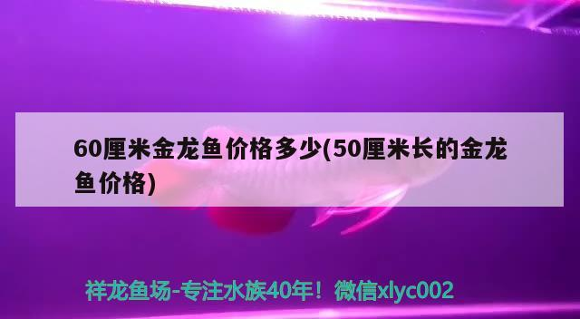60厘米金龍魚價格多少(50厘米長的金龍魚價格)