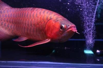 紅龍魚發色過程記錄：紅龍魚發色影響因素