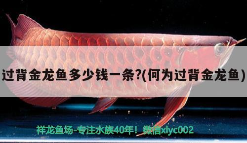 高背金龍魚 過背金龍魚多少錢一條?(何為過背金龍魚) 金龍魚百科 過背金龍魚多少錢一條?(何為過背金龍魚) 過背金龍魚多少錢一條?(何為過背金龍魚) 金龍魚百科