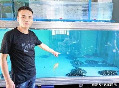 魟魚繁殖環境布置要點：魟魚繁殖期餌料選擇，如何判斷魟魚性別，幼魚繁殖水質管理方法