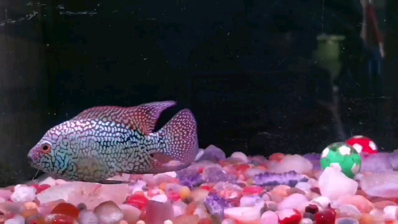 南京定制大型魚缸店鋪地址（南京魚缸專賣店哪里有）