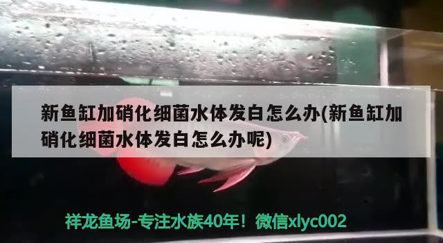 沉木魚缸適合養什么魚呢圖片 沉木魚缸適合養什么魚呢圖片 魚缸百科